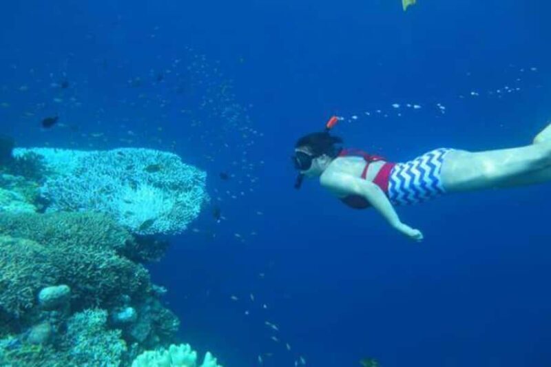 Bali: Lovina Dolphin And Snorkeling With Waterfalls Tours - Who Should Consider This Tour?