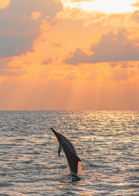 Bali: Lovina Dolphin And Snorkeling With Waterfalls Tours - The Sum Up