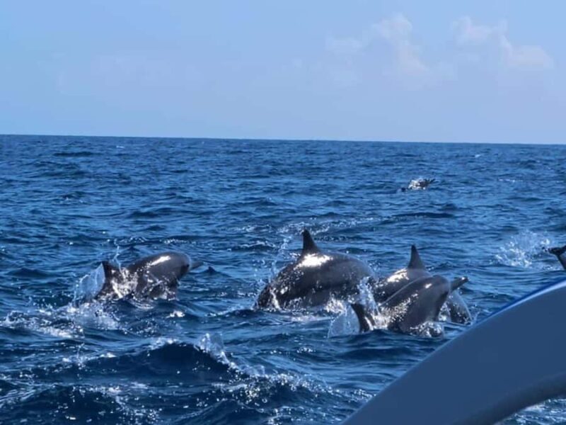 Bali: Lovina Dolphin And Snorkeling With Waterfalls Tours - FAQ