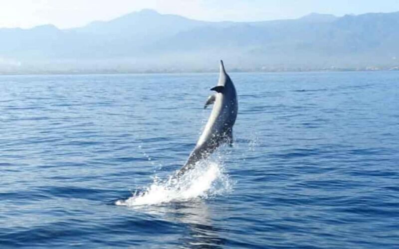 Bali: Lovina Dolphin And Snorkeling With Waterfalls Tours - An Honest Look at the Tour Experience