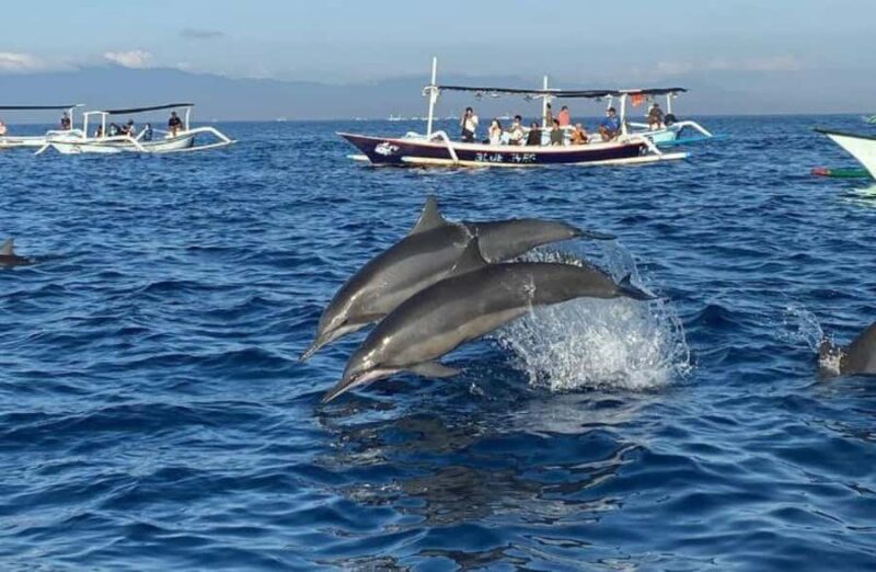 Bali: Lovina Dolphin And Snorkeling With Waterfalls Tours - Transportation, Cost, and Group Size
