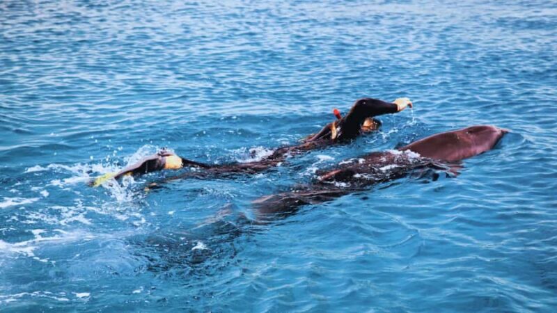 Bali/Lovina: Dolphin Snorkeling, Swimming & Waterfall Tour - The Journey Begins: From Sunrise to Dolphins