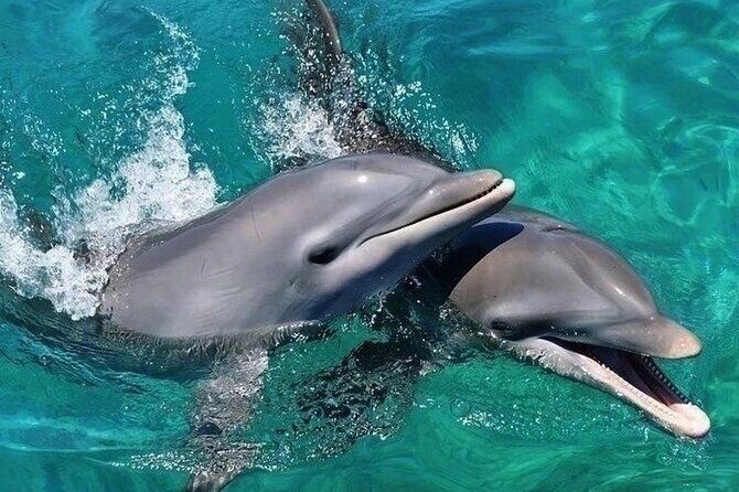 Bali Lovina Dolphin Tour with Sunrice, Snorkeling and Waterfall - Practical Details and Value