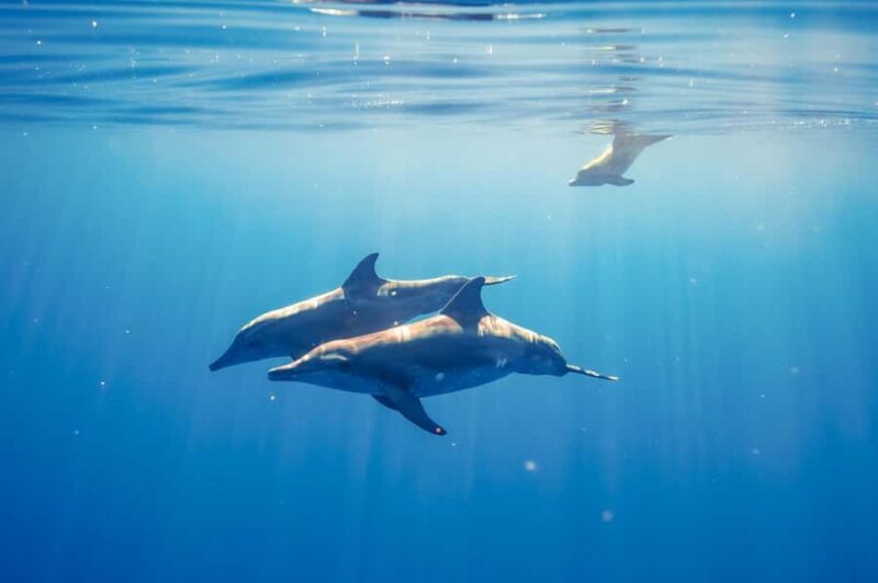 Bali: Lovina Dolphin Watching and Snorkeling Tour - FAQ