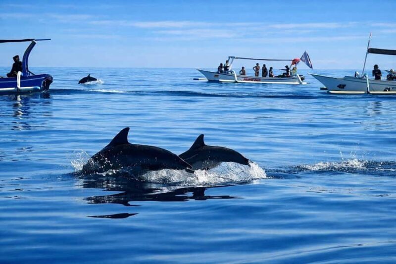 Bali/Lovina: Guided Dolphin Watching & Sunrise Boat Snorkel - Why This Tour Offers Great Value