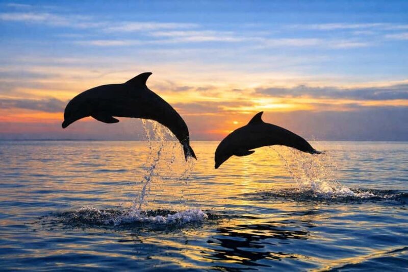 Bali/Lovina: Guided Dolphin Watching & Sunrise Boat Snorkel - Final Thoughts: Is It Worth It?