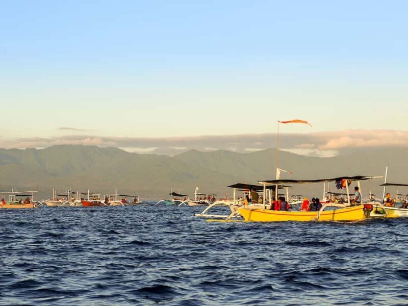 Bali: Lovina Marine Wonders, Dolphin Swim & Snorkeling. - An Overview of the Lovina Marine Wonders Experience