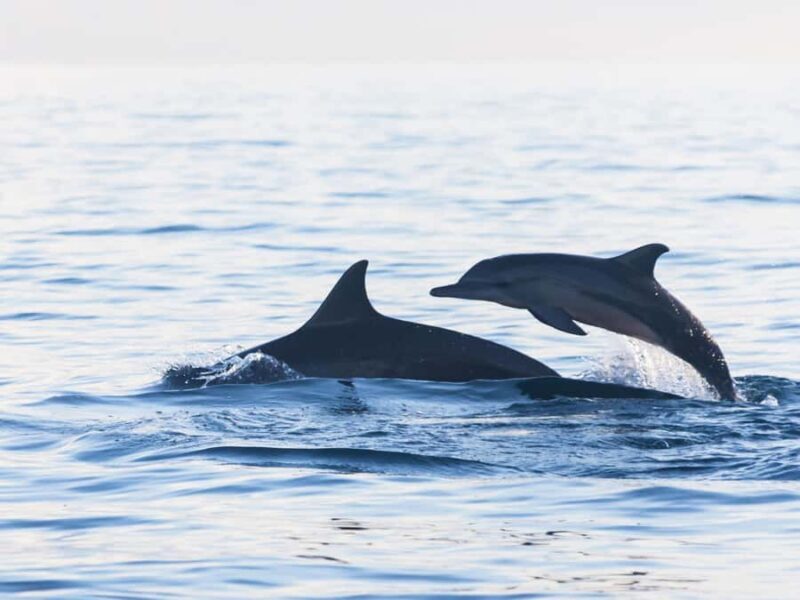 Bali: Lovina Marine Wonders, Dolphin Swim & Snorkeling. - The Value of This Tour