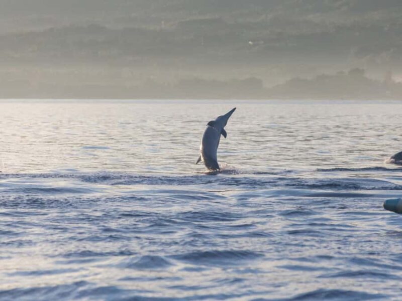 Bali: Lovina Marine Wonders, Dolphin Swim & Snorkeling. - Who This Tour Is Best For