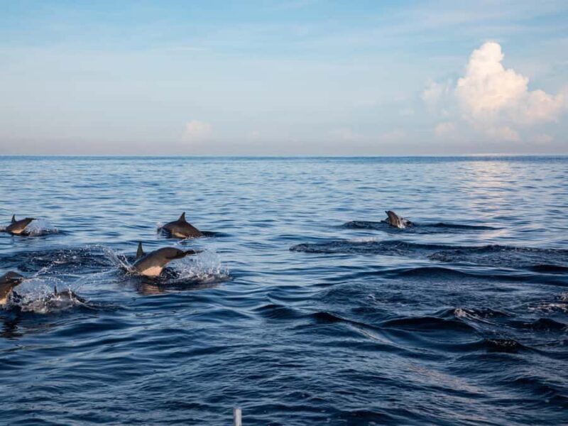 Bali: Lovina Marine Wonders, Dolphin Swim & Snorkeling. - FAQ