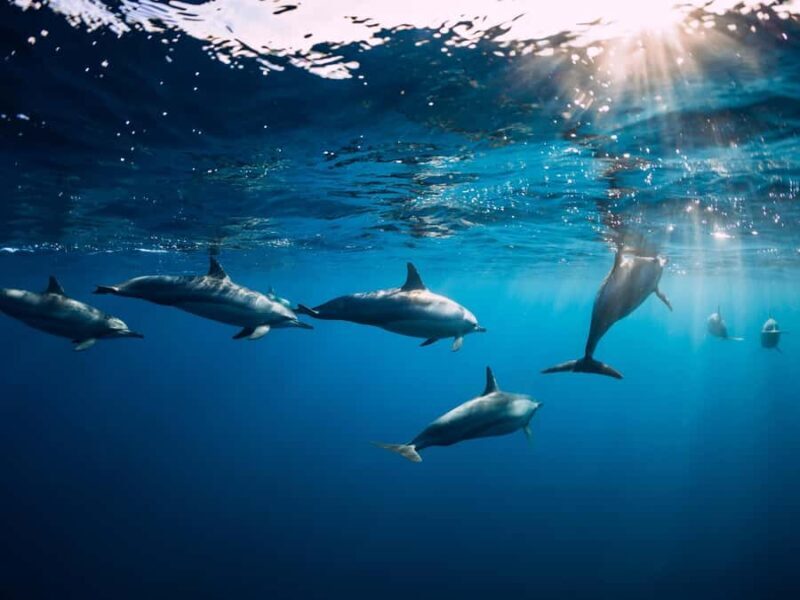 Bali: Lovina Marine Wonders, Dolphin Swim & Snorkeling. - Good To Know