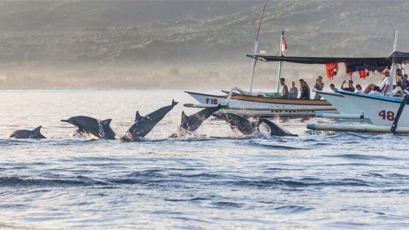 Bali/Lovina: Private or Shared Sunrise Dolphin Snorkel Tour - FAQ