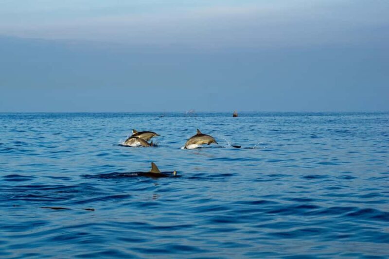 Bali/Lovina: Private or Shared Sunrise Dolphin Snorkel Tour - An Honest Look at a Popular Bali Marine Adventure