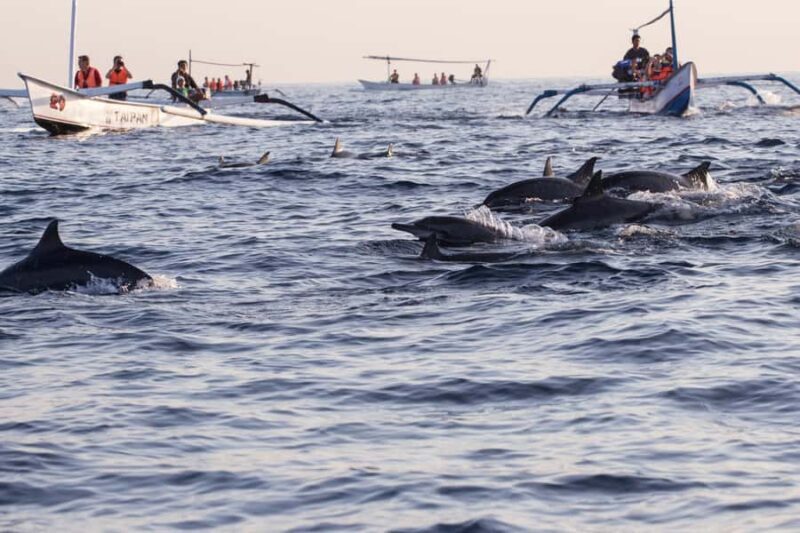 Bali/Lovina: Private or Shared Sunrise Dolphin Snorkel Tour - Who Should Consider This Tour?