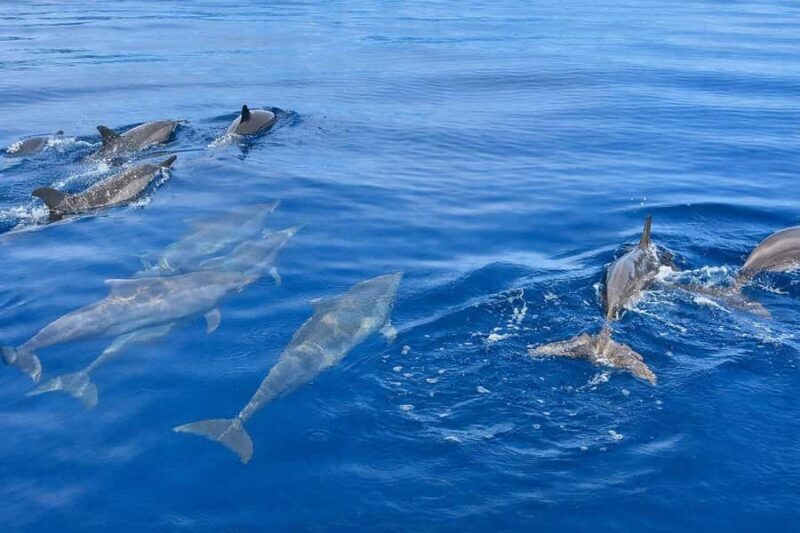 Bali/Lovina: Sunrise Dolphin Snorkel & Waterfall Cliff Jump - FAQ