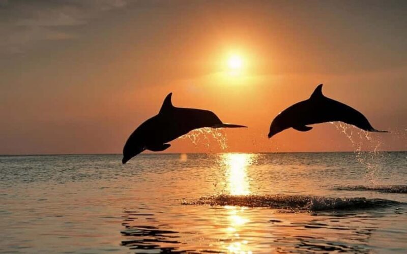 Bali: Lovina Sunrise Dolphin Watching And Snorkeling Tour - Who Should Book This Tour?