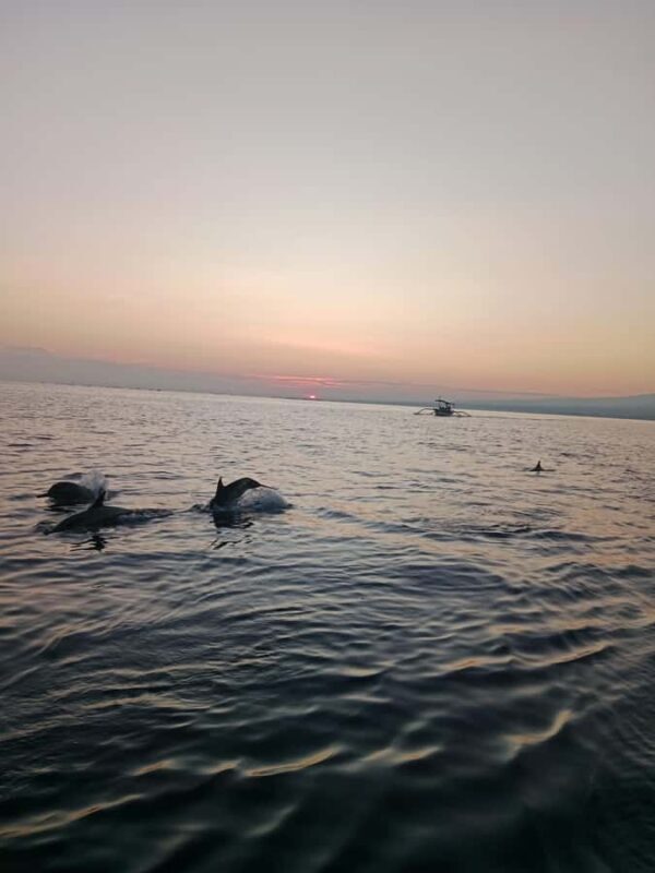 Bali: Lovina Sunrise Dolphin Watching And Snorkeling Tour - What to Expect from the Tour