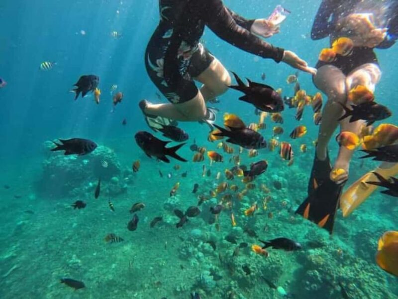 Bali: Lovina Sunrise Dolphin Watching And Snorkeling Tour - Practical Tips and Considerations