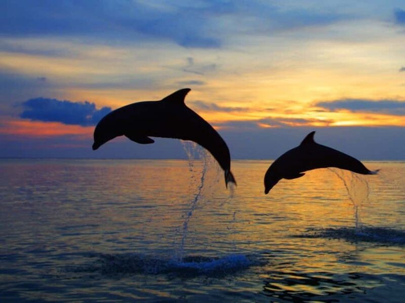 Bali: Lovina Swimming With Dolphine & Snorkeling Tour - An In-Depth Look at the Tour Experience