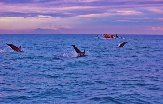 Bali: Lovina Tour to See Dolphin - Dolphin Watching Experience