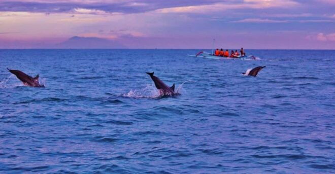 Bali: Lovina Tour to See Dolphin - Inclusions of the Tour