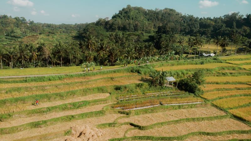 Bali Made Escape Full-Day Private Trekking Tour - Rice terraces and Geduh Lake