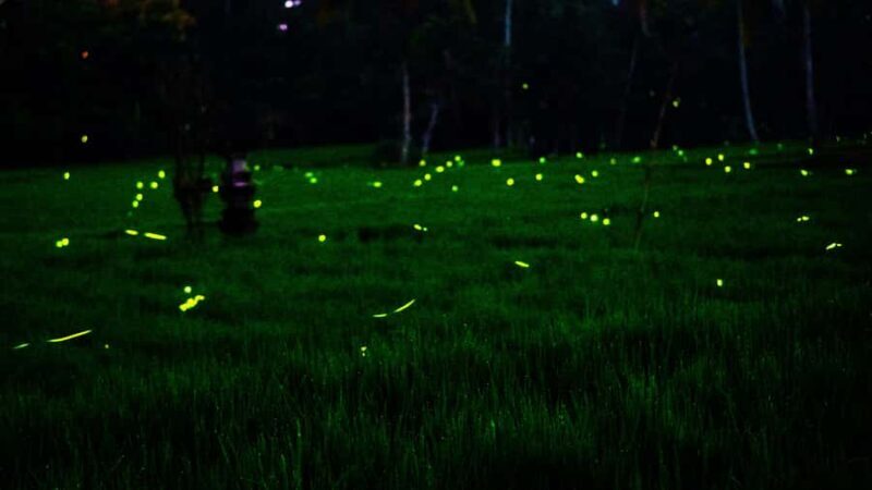 Bali: Magical Night Firefly Tour with Culture Insight - An In-Depth Look at the Firefly Tour Experience