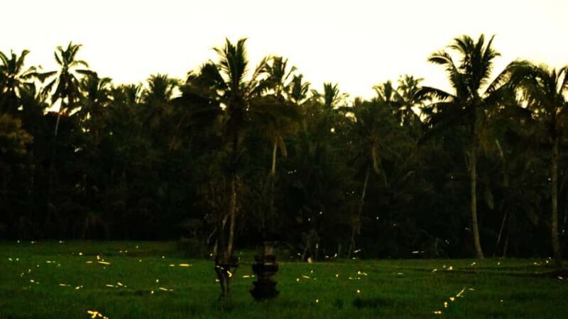 Bali: Magical Night Firefly Tour with Culture Insight - Good To Know