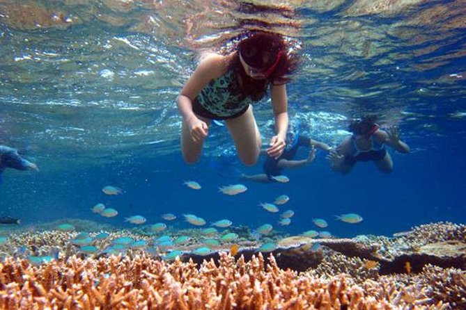 Bali Menjangan Island Snorkeling Day Tour - What to Expect