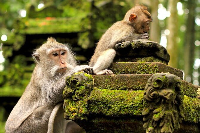 Bali: Monkey Forest, Rice Terrace and Ubud Market Guided Tour - In-Depth Tour Breakdown