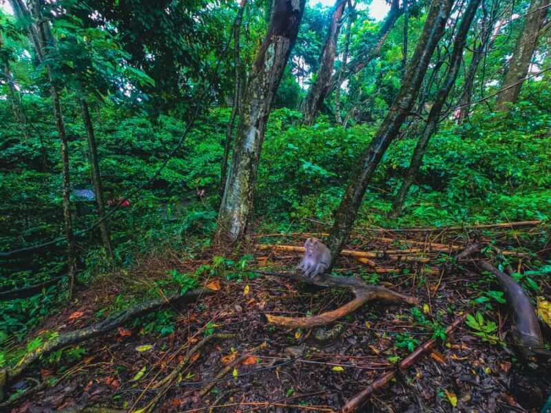 Bali: Monkey Forest, Taman Ayun, Tanah Lot Temple Tour - FAQs