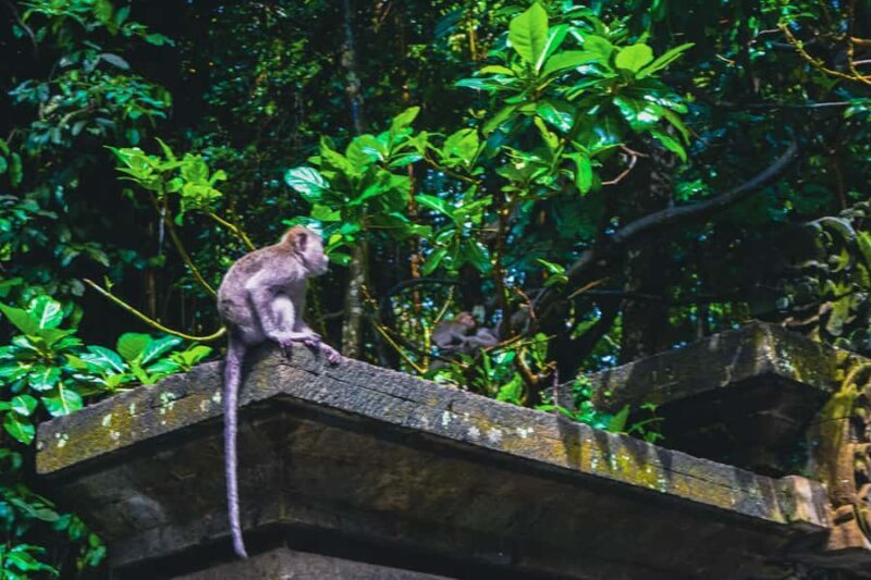 Bali: Monkey Forest, Taman Ayun, Tanah Lot Temple Tour - Final Thoughts
