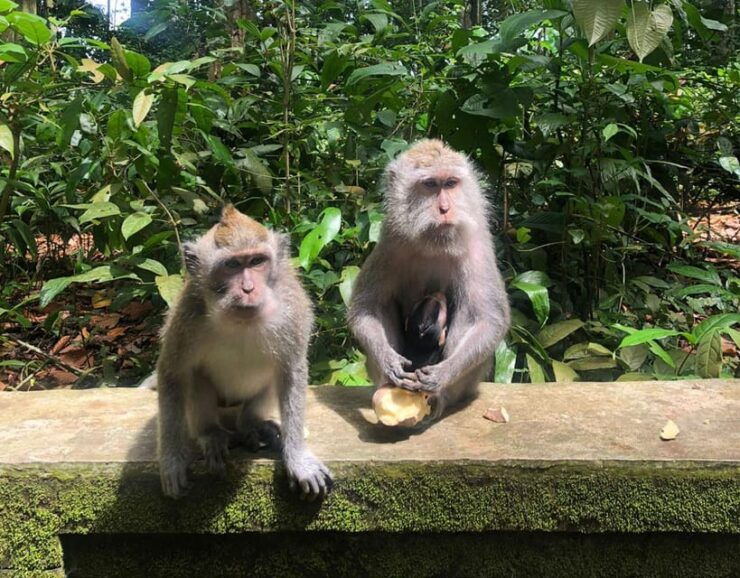 Bali: Monkey Forest, Waterfalls, Rice Terracep, and Coffee … - Key Points