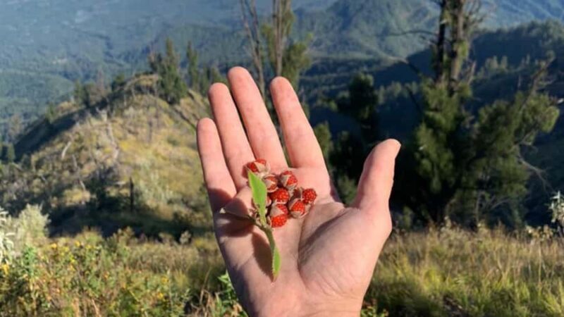 Bali: Mount Agung Sunrise Trekking Tour with Hotel Pickup - The Sum Up