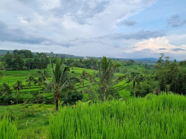 Bali: Multi-Day Customizable Private Tour With Driver-Guide - Important Information to Know