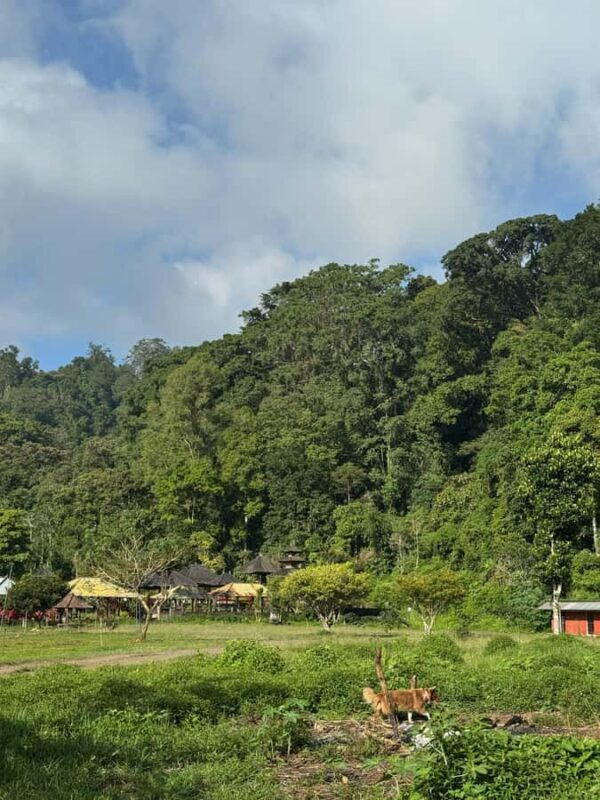 Bali Nature Forest Walk Tour - What Makes the Bali Nature Forest Walk Tour Stand Out?