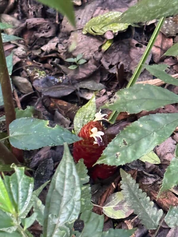 Bali Nature Forest Walk Tour - Detailed Breakdown of the Itinerary