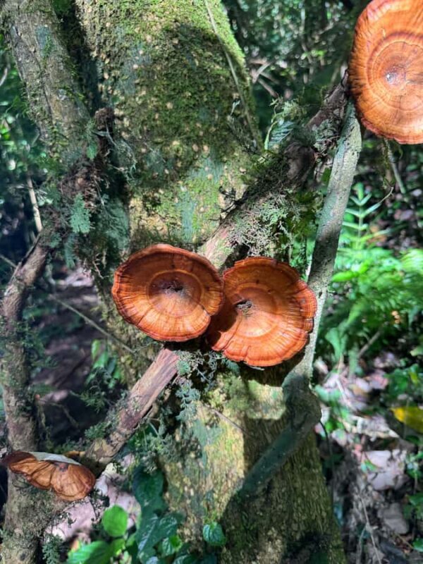 Bali Nature Forest Walk Tour - What to Prepare and Consider