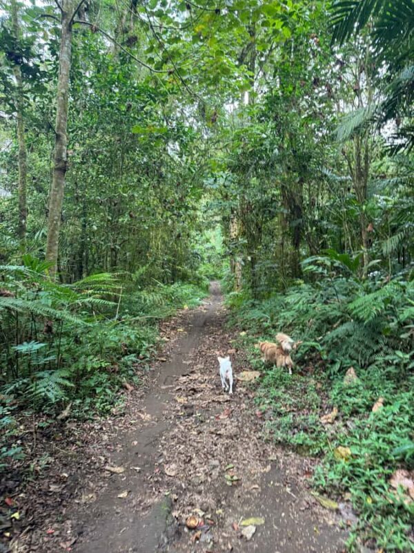 Bali Nature Forest Walk Tour - Who Will Love This Tour?