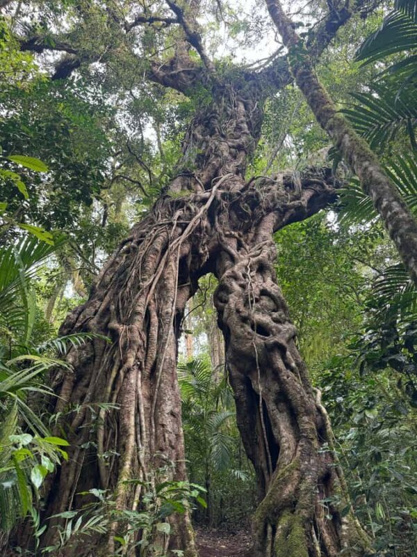 Bali Nature Forest Walk Tour - Final Thoughts: Is This Tour Worth It?