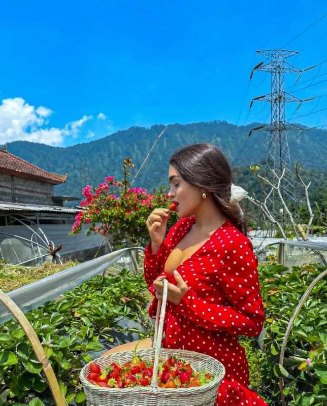 Bali: Natures Bloom, Lake Reflections and Strawberry Bliss - Exploring Bali’s High Highlands: What You Can Expect