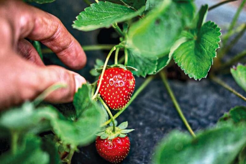 Bali: Natures Bloom, Lake Reflections and Strawberry Bliss - FAQs