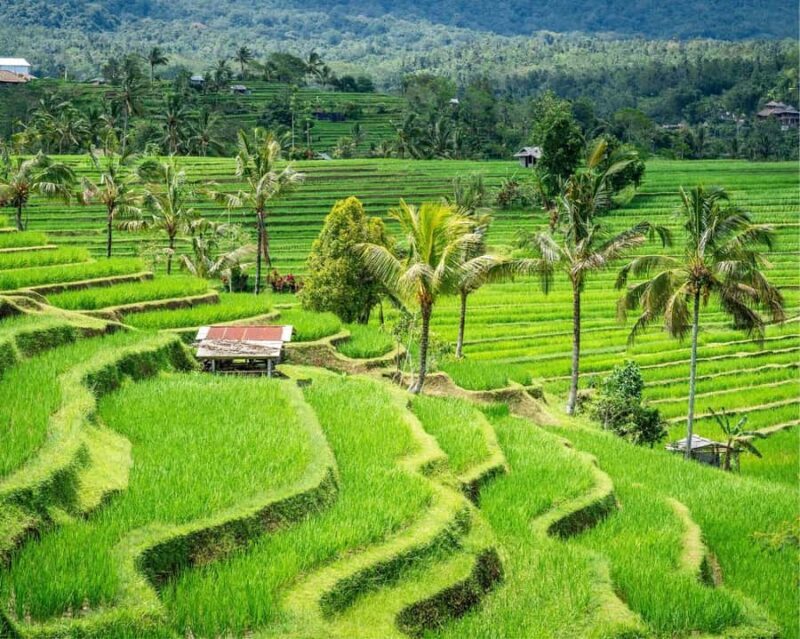 Bali: North Bali Tour with Jatiluwih, Ulun Danu, Waterfall. - An Introduction to the North Bali Tour Experience