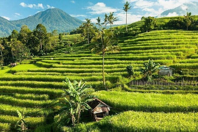 Bali : Northern Bali Private Day Trip with Transfer - FAQ