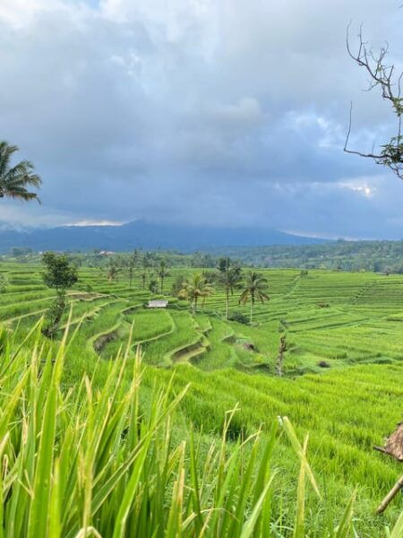 Bali Northern Trip : Majestic Waterfall Tour - Essential Tour Information