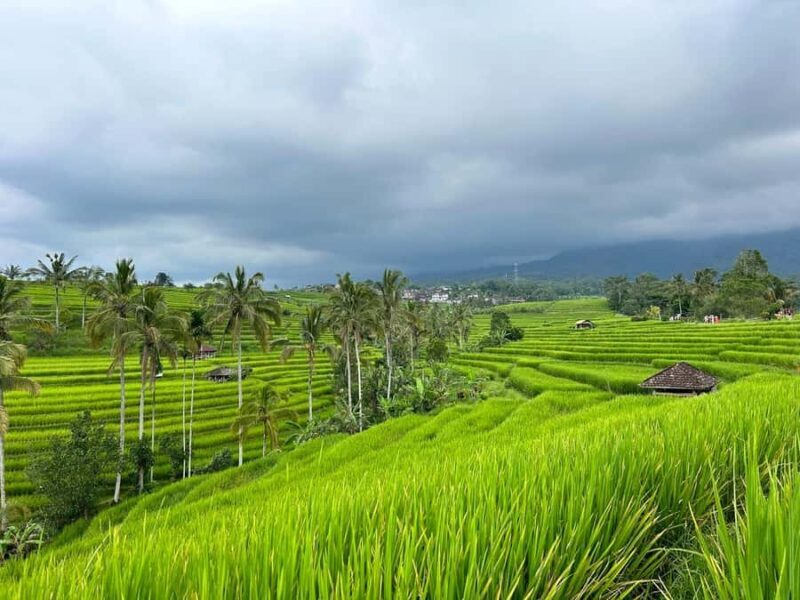 Bali: Nung-Nung Waterfall & Rice Terraces Tour - What to Expect in Practice