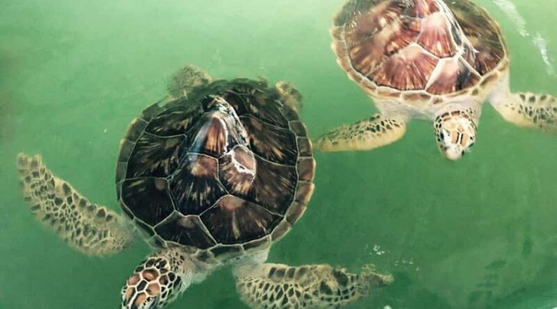 Bali/Nusa Dua: Snorkeling, Glass Boat Ride & Turtle Center - Frequently Asked Questions