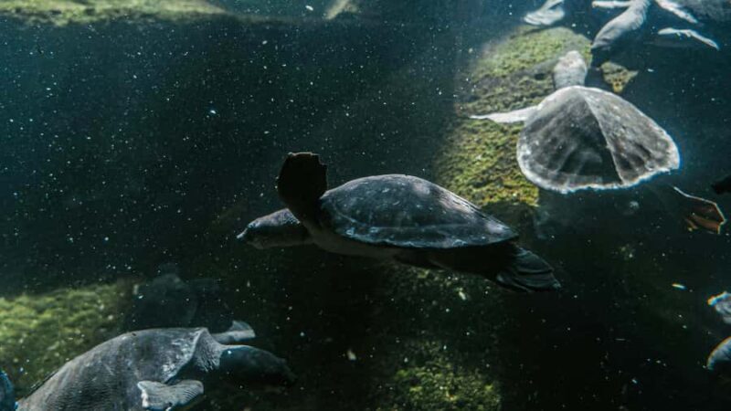 Bali/Nusa Dua: Snorkeling, Glass Boat Ride & Turtle Center - Good To Know