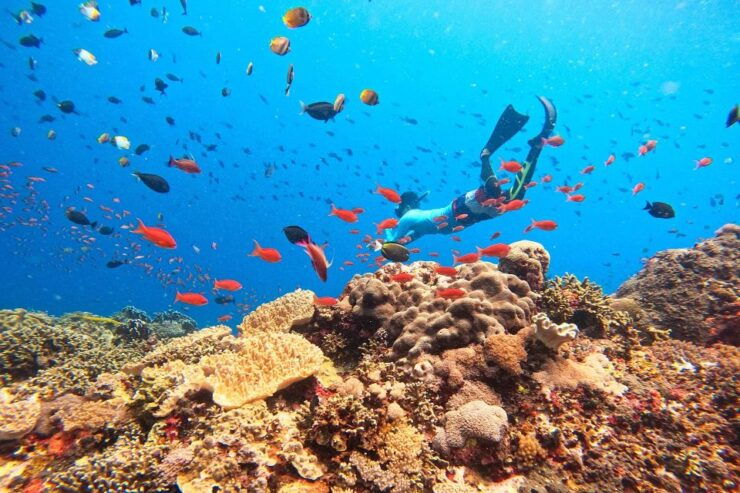 Bali: Nusa Lembongan Snorkeling & Mangrove Forest Trip - Good To Know