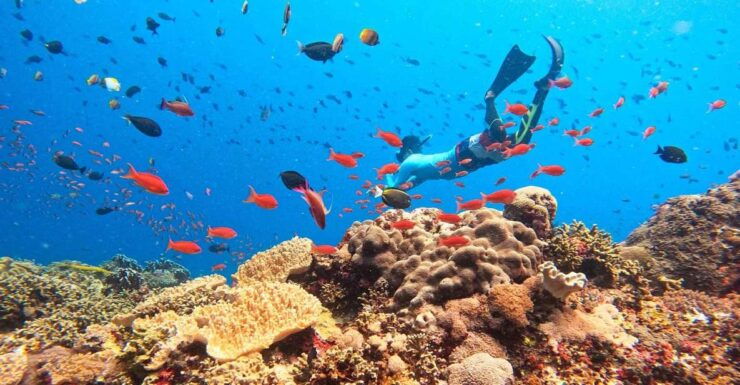 Bali: Nusa Lembongan Snorkeling & Mangrove Forest Trip - Experience and Inclusions